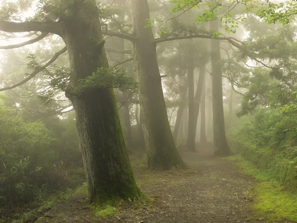 Strada nella foresta nebbiosa in Giappone — Foto Stock