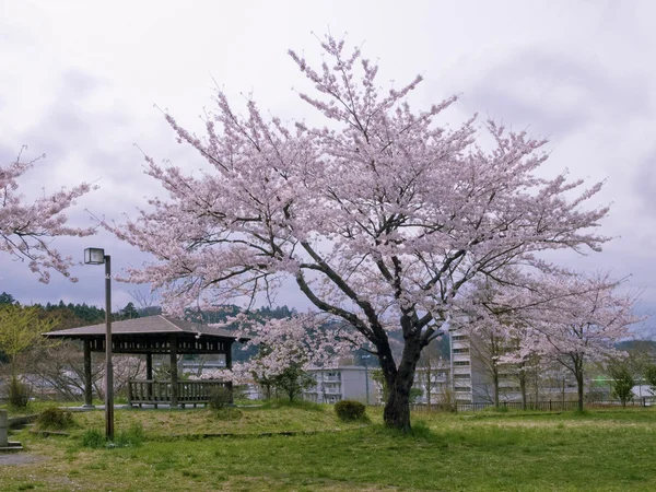 桜桜 — ストック写真