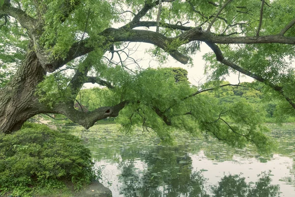 Summer willow tree — Stock Photo, Image