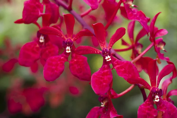 Orquídeas vermelhas — Fotografia de Stock