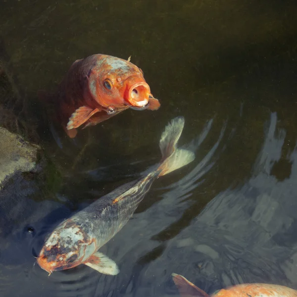 Κυπρίνος πεινασμένα ψάρια — Φωτογραφία Αρχείου