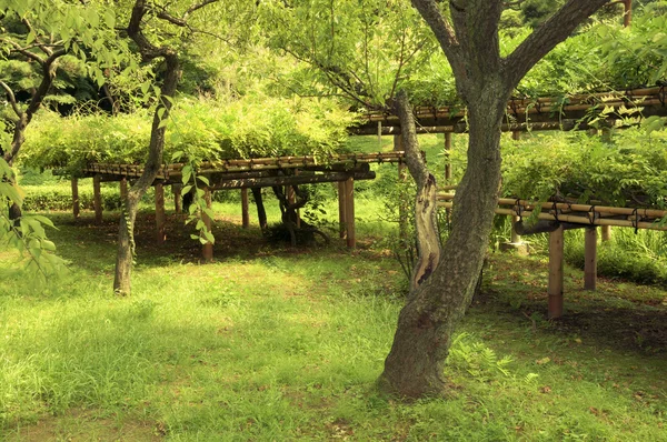 Zomertuin — Stockfoto