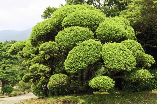 Arbusto verde — Fotografia de Stock