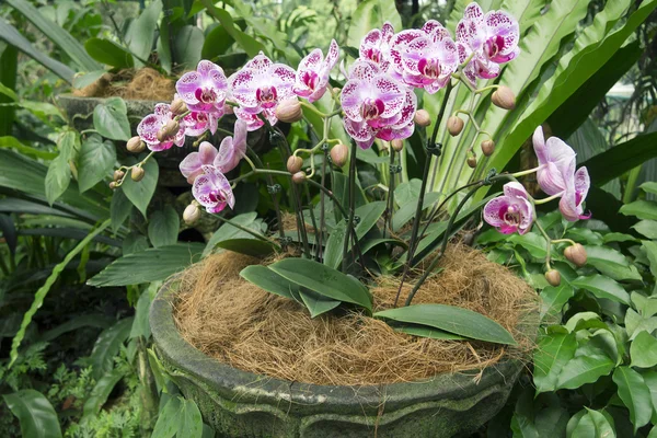 Plantação de orquídeas — Fotografia de Stock