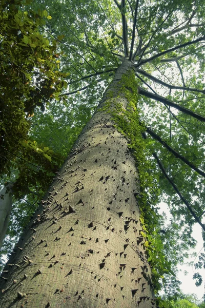 Árbol de ceiba gigante — Foto de Stock