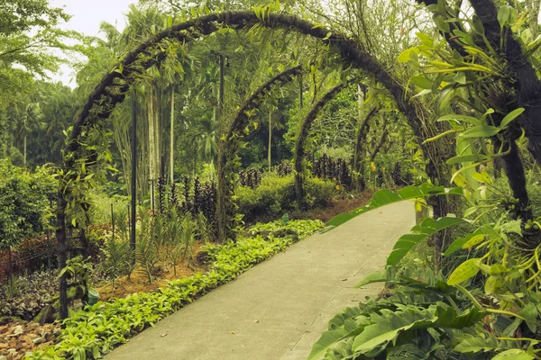 Singapur Botanik Bahçesi — Stok fotoğraf