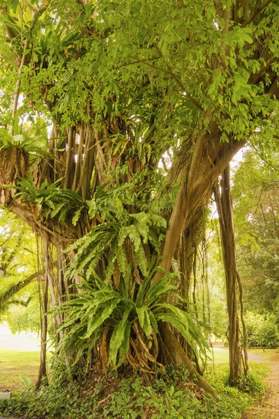 Тропическая флора — стоковое фото