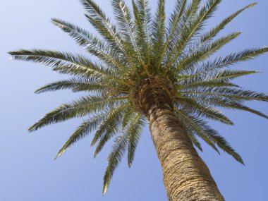 palmiye ağacı