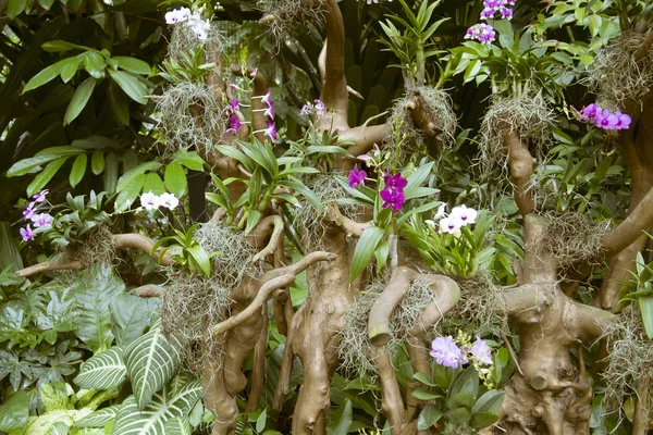 Orquídeas singapore — Fotografia de Stock