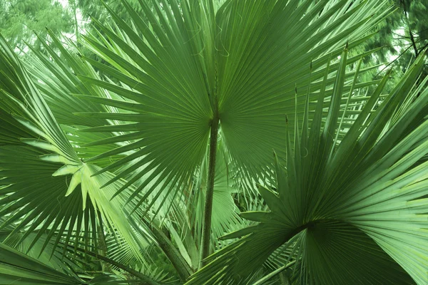Tropische Flora — Stockfoto