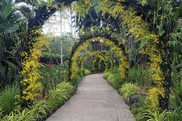 Jardín botánico en Singapur — Foto de Stock