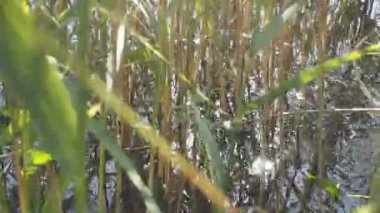 Güneş sazlık bakıyor