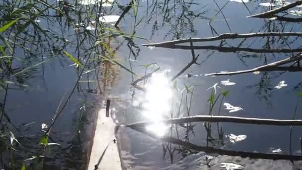 Sol brilha na água — Vídeo de Stock