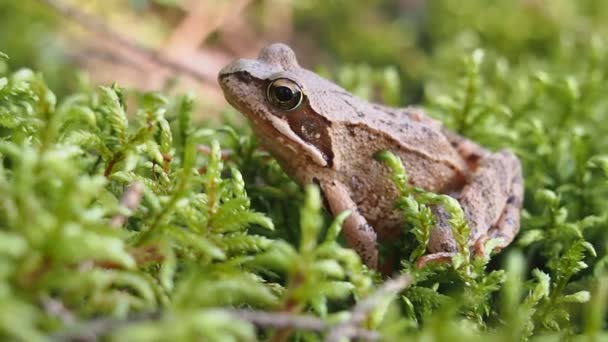 Grenouille des forêts — Video