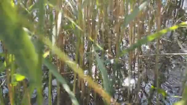 太阳白眼在芦苇丛中 — 图库视频影像