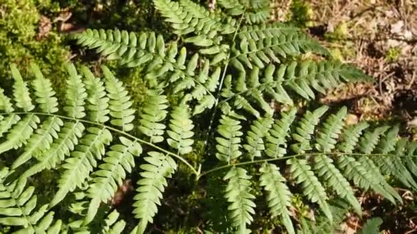 Fern background — Stock Video