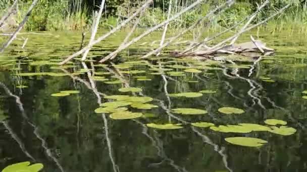 Skogstjärn — Stockvideo