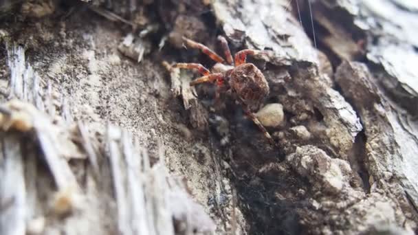 Переміщення павука — стокове відео