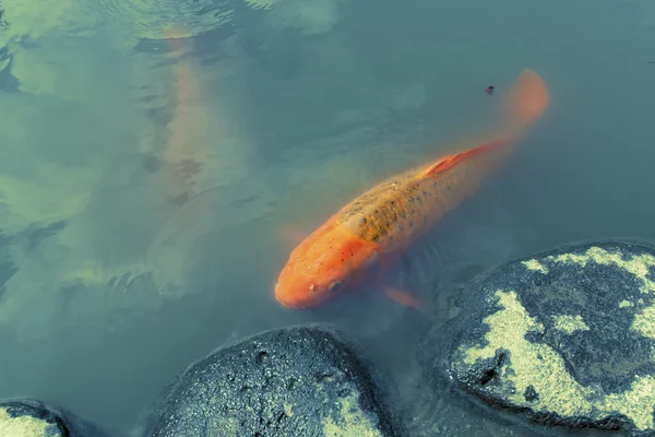 Peixe vermelho koi — Fotografia de Stock