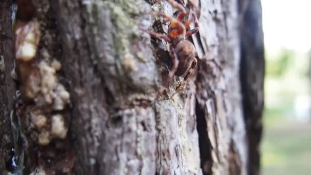 Spinne steigt auf — Stockvideo