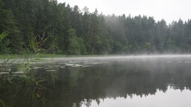 Foggy lake — Stock Video