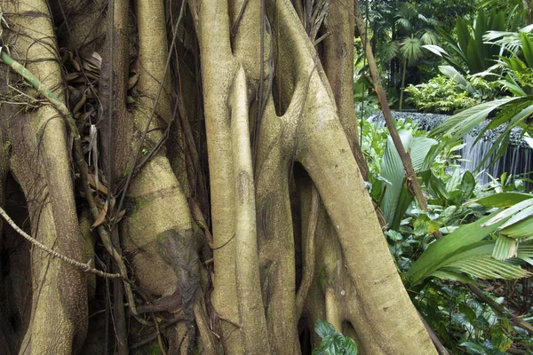 Raízes de árvores de ficus tropicais — Fotografia de Stock