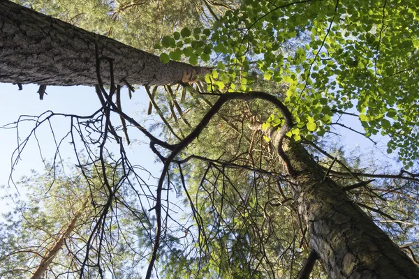 Zomer bos — Stockfoto