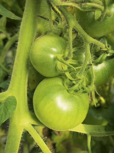 Cultivo de tomates v —  Fotos de Stock