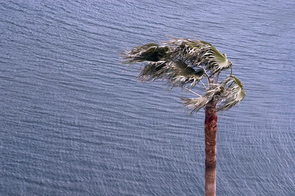 Strong wind — Stock Photo, Image