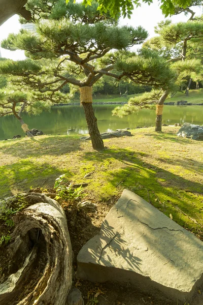 Japanese pines — Stock Photo, Image