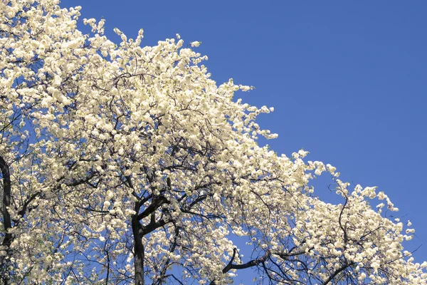 Cerezas de flor —  Fotos de Stock