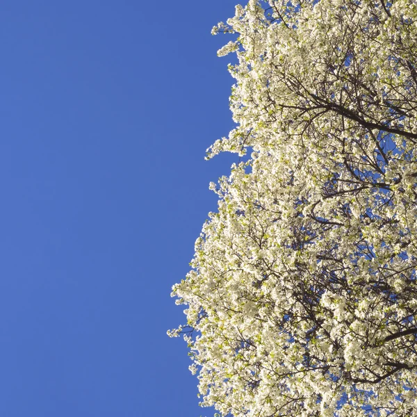 Bahar gökyüzü — Stok fotoğraf