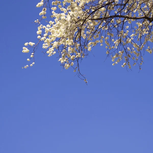 Kwiat wiśni niebo — Zdjęcie stockowe