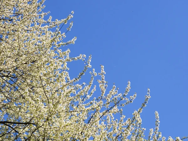 Flor cerezo primavera árbol —  Fotos de Stock