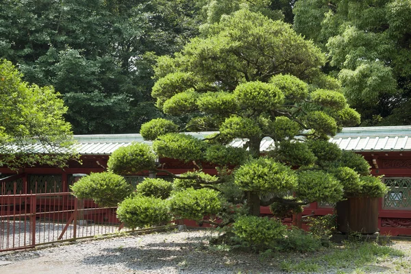 Pino japonés —  Fotos de Stock