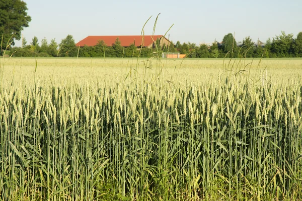 Cereals plantation — Stock Photo, Image
