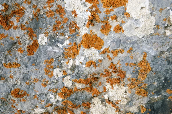 Lichen rouge — Photo