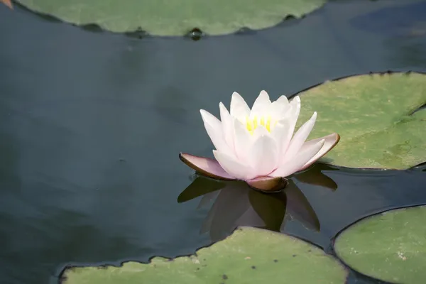 Lotus blanc — Photo