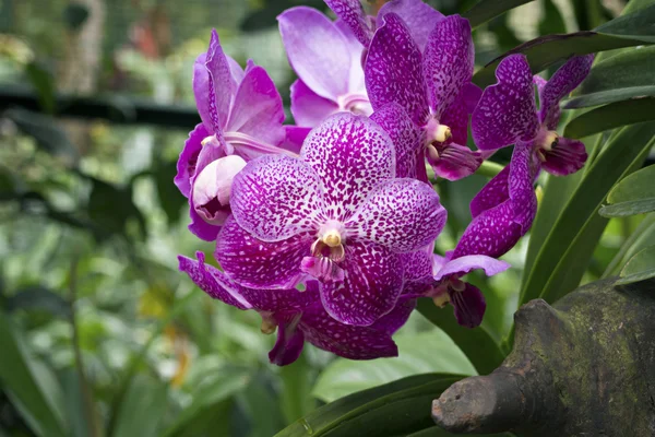 Orquídeas de flor — Fotografia de Stock