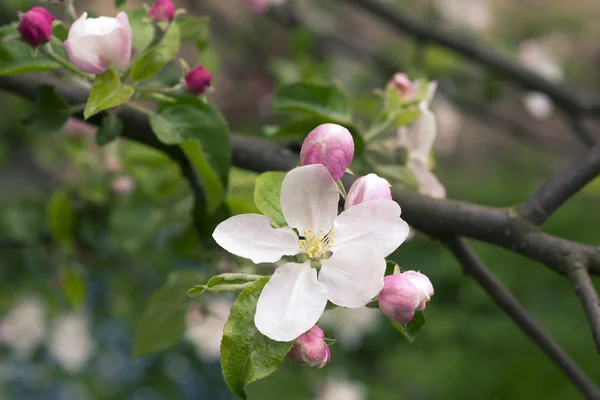 Manzana floreciendo — Foto de Stock