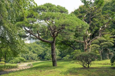 Japonca park