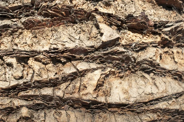 Palm bark — Stockfoto