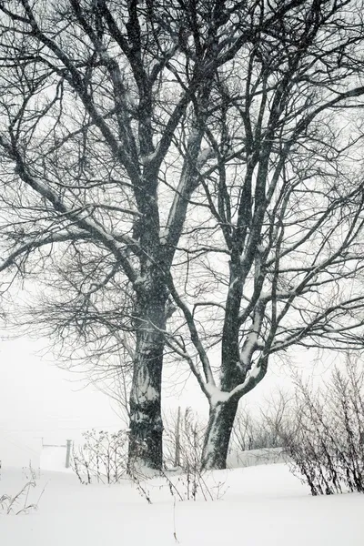 Snöfall träd — Stockfoto