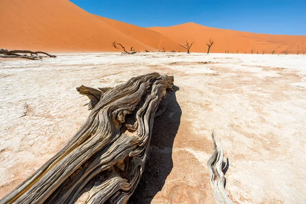 Leesett Törzs Fehér Agyag Alján Száraz Deadvlei Namíbia — Stock Fotó