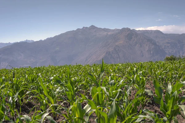 Berg Majs Plantage Solig Dag Peru — Stockfoto