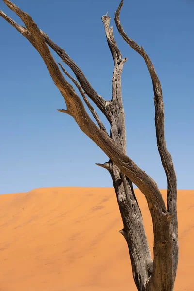 Összpontosítani Halott Száraz Ágak Deadvley Namíbia — Stock Fotó