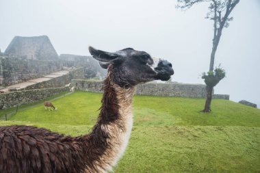 Machu Picchu sahasında yağmur sonrası ıslak lama