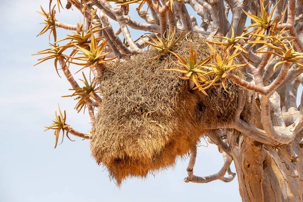 纳米比亚芦荟树上的群居编织鸟巢 — 图库照片