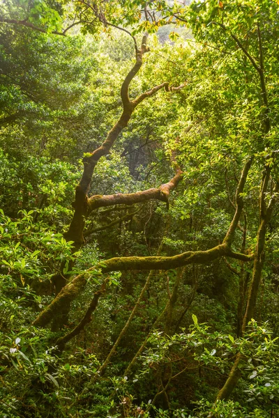 Lumière Soleil Tombant Dans Forêt Tropicale Profonde Île Madère Portugal — Photo