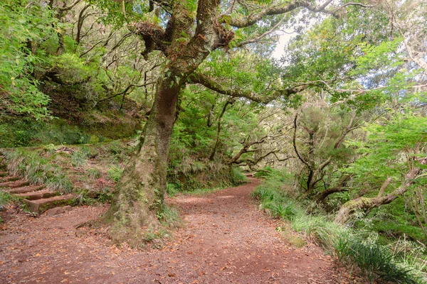 Scenic Forest Pathway Madeira Island Mountains — Stock Photo, Image